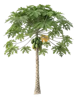 Imagen PNG para descargar